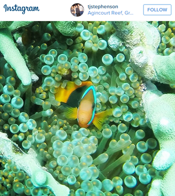 Find Nemo Great Barrier Reef Australia Travel Deals