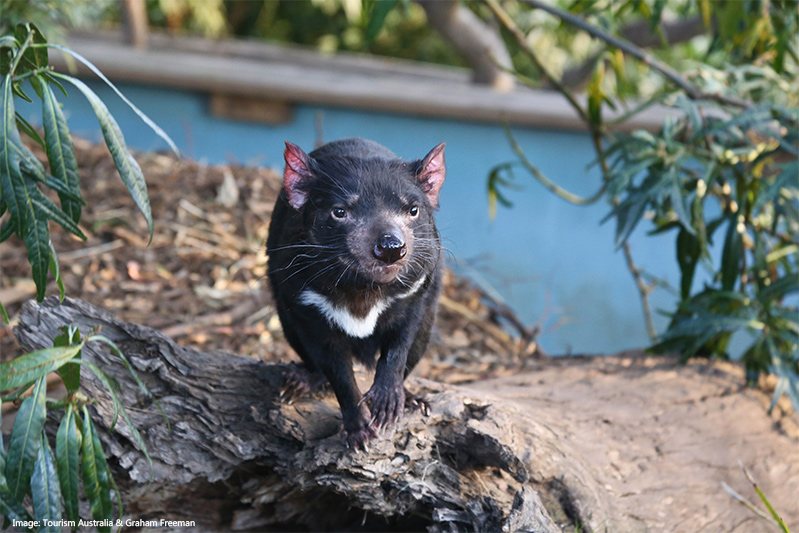 Tasmanian devil at Bonorong Wildlife Sanctuary credit Tourism Tasmania Graham Freeman