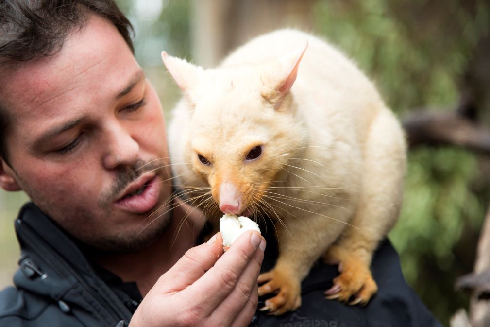 Bonorong Wildlife Sanctuary - Greg Irons and Brushtail Possum credit Tourism Tasmania Rob Burnett