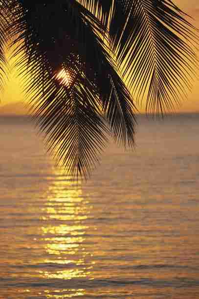 Sunset through the palm, Fiji