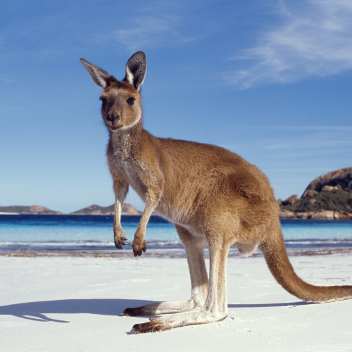 Australia Kangaroo