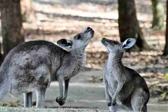 Two Kangaroos