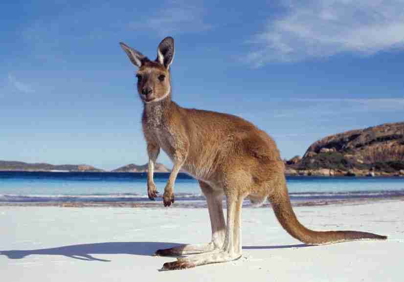 Kangaroo Island