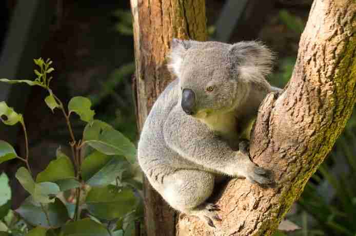 Sydney Koala