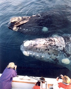 Southern-Right-Whales-in-Australia-239x300 Southern right whales in Australia