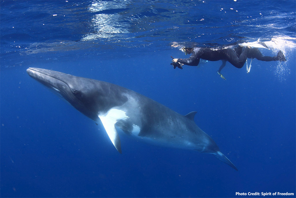 Swimming-with-Minke-Whales Swimming with minke whales