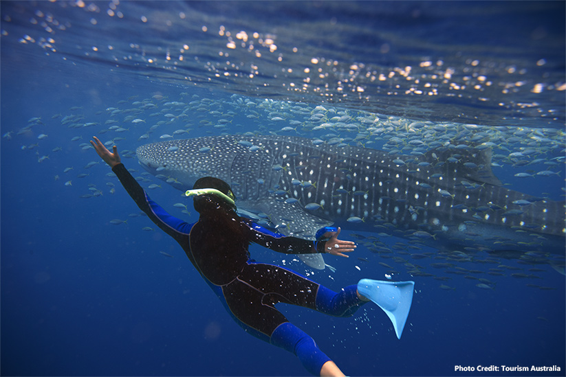 Swimming-with-Whale-Sharks-in-Ningaloo-Reef-Exmouth-photo-credit-Anson-Smart Swimming with whale sharks in Ningaloo Reef, Exmouth