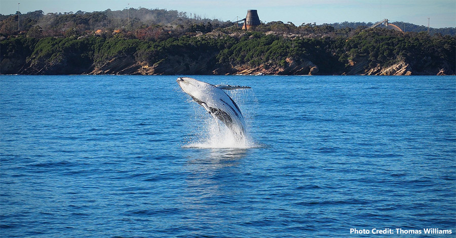 Whale-Calf-Breaching-Photo-Credit-Thomas-Williams Whale calf breaching