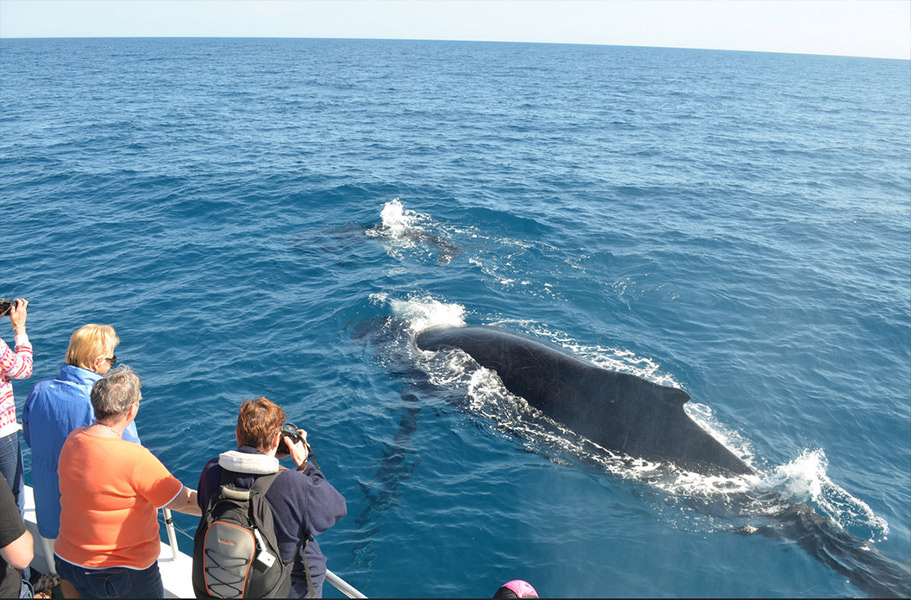 Whale-Watching-in-Hervey-Bay1 Whale watching in Hervey Bay, Australia