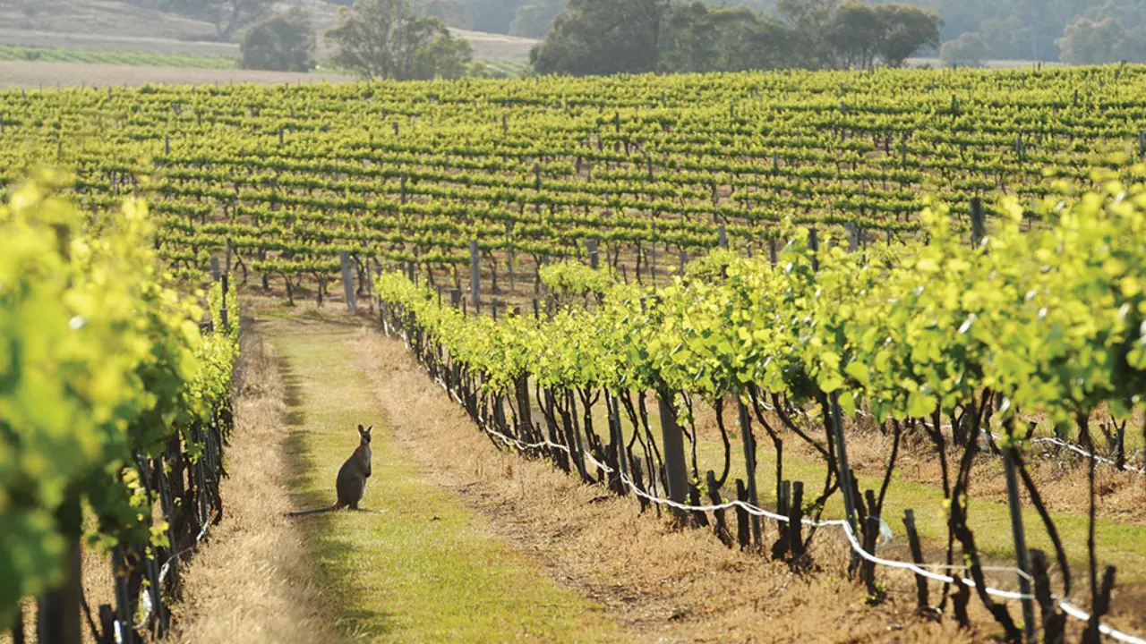Mudgee Vineyard, Hunter Valley. Photo Credit: Amber Hooper