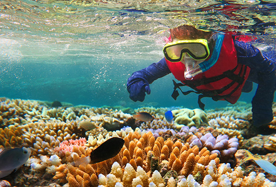 Snorkeler at Great Barrier Reef
