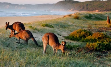 Australia Travel Guide Kangaroo Island