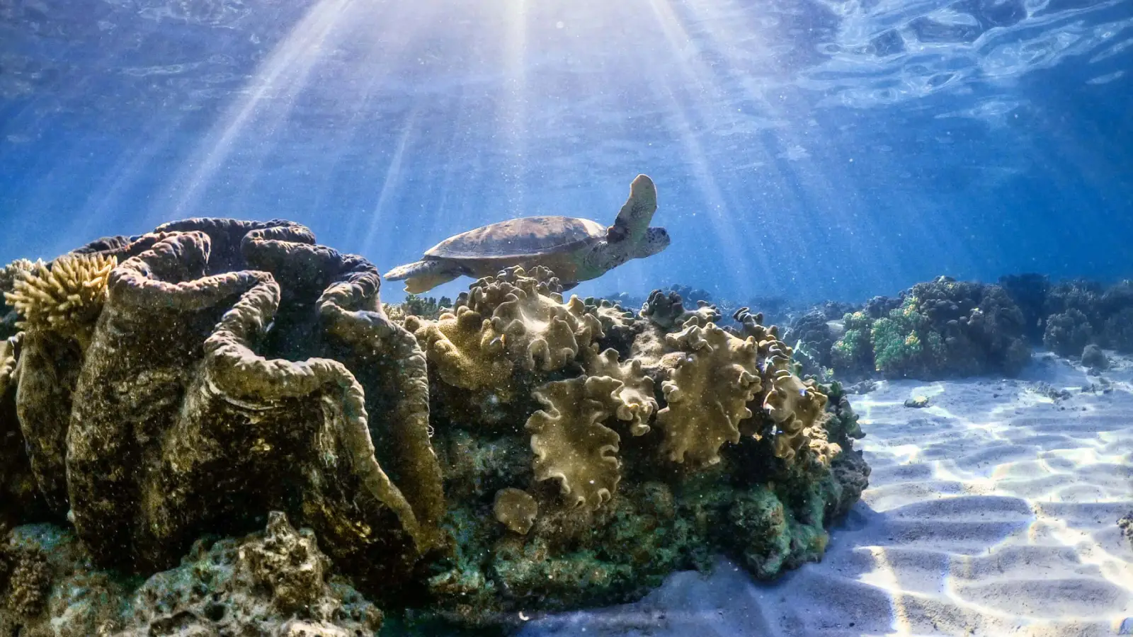 Turtle at the Great Barrier Reef