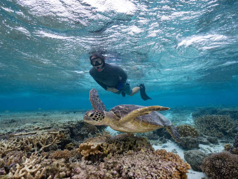 Snorkeling at Lady Elliot Island
