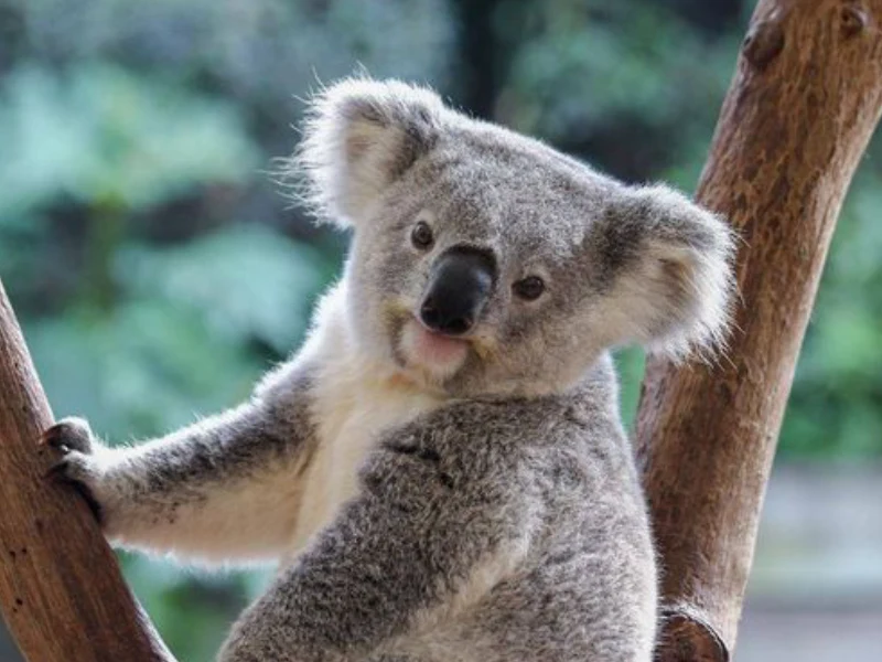 Lone Pine Koala Sanctuary