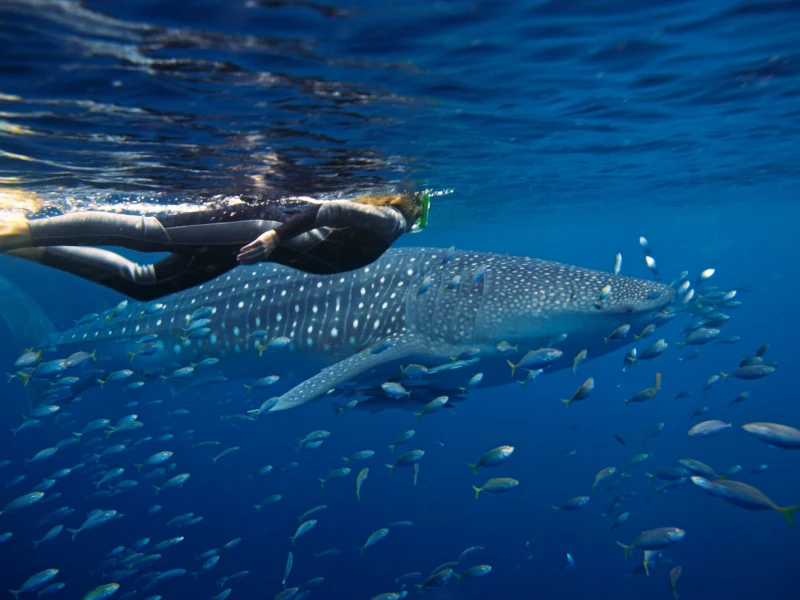 Whale Shark at Ningaloo Reef