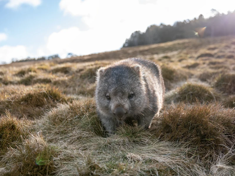 Wombat at Overland Track, Cradle Mountain