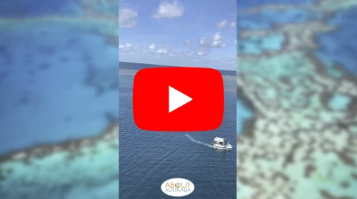 Great Barrier Reef video