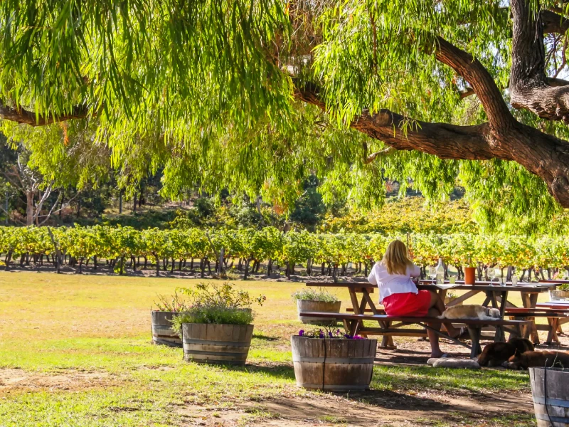 Margaret River Vineyard