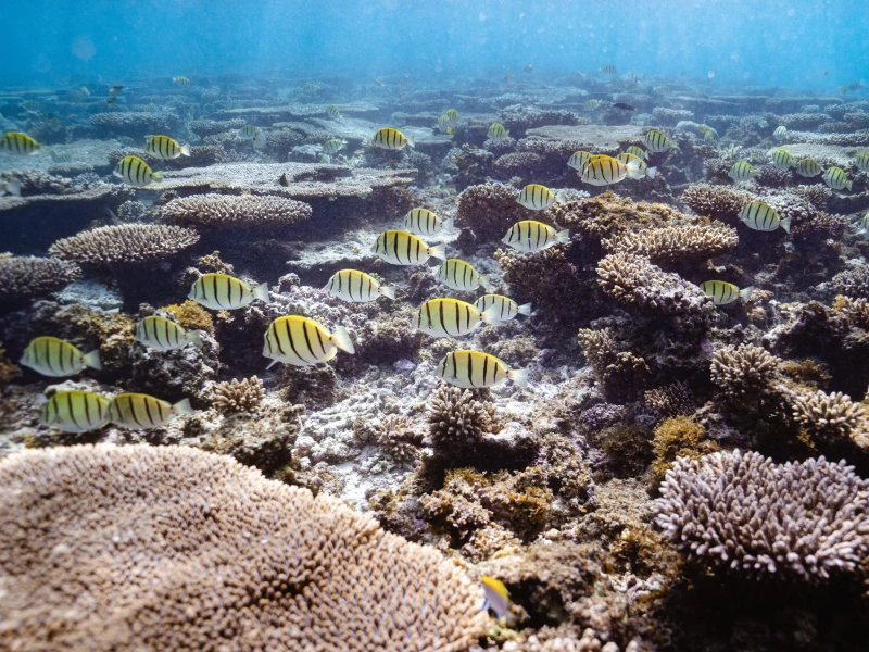 Osprey Reef, Ningaloo Reef