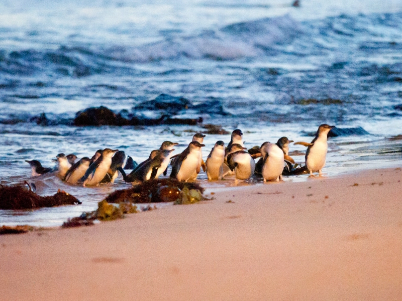 Phillip Island penguins