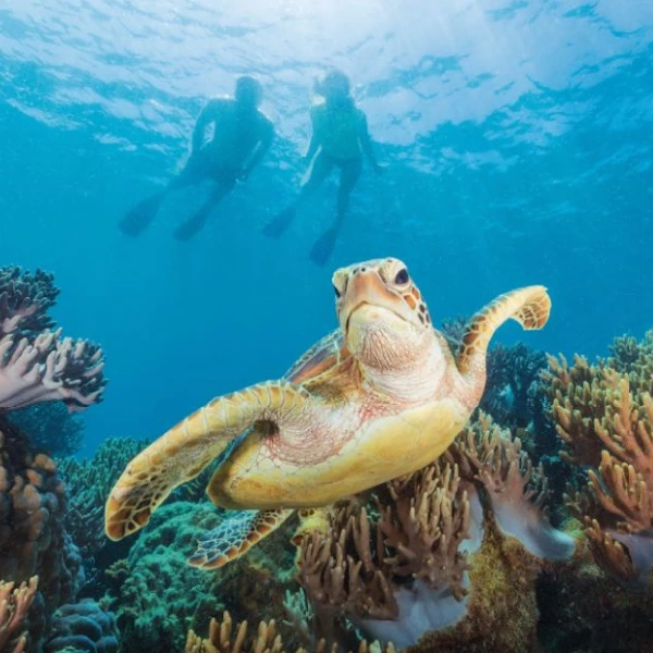 Sea turtle at Great Barrier Reef