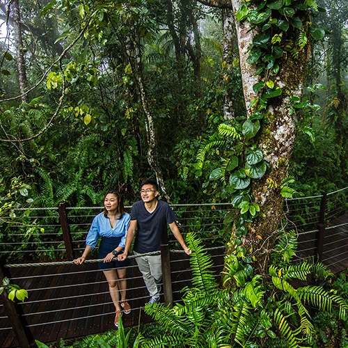 Kuranda Misty Red Peak Boardwalk