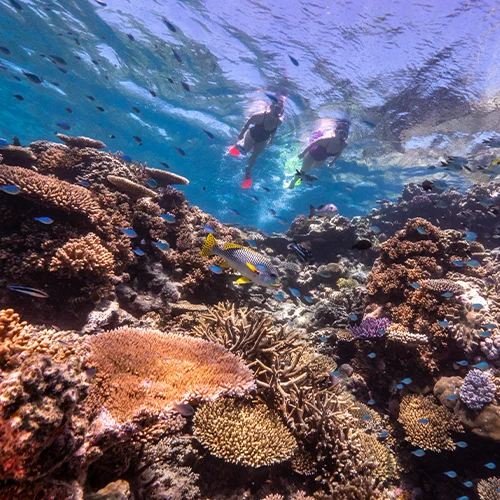 Snorkeling Great Barrier Reef